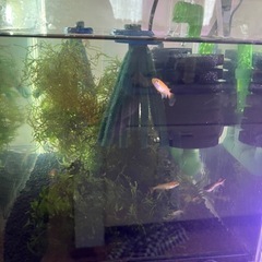 メダカ　飼育ケース　水槽ヒーター　ポンプの画像