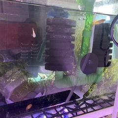 メダカ　飼育ケース　水槽ヒーター　ポンプの画像