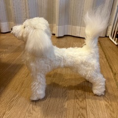 トリミング　モデル犬　キャリカレ修了品　