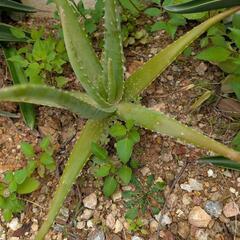 地植え植物　リュウゼツラン、アロエの画像