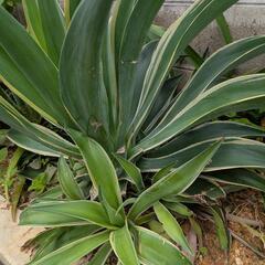 地植え植物　リュウゼツラン、アロエの画像
