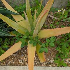 地植え植物　リュウゼツラン、アロエの画像