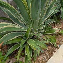 地植え植物　リュウゼツラン、アロエの画像
