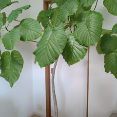 観葉植物　ウンベラータ
