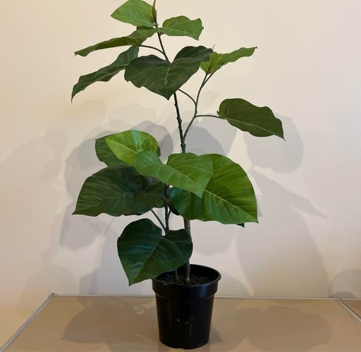 【美品】フェイクグリーン　ウンベラータ約63cm 黒鉢※ご希望の方へ鉢カバー付き