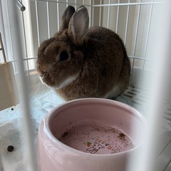 うさぎ•ネザー7歳男の子