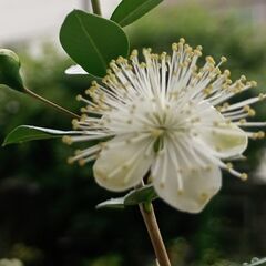 花友募集