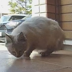 以前来ていましたが、しばらく姿を見ていません。どなたか保護してく...