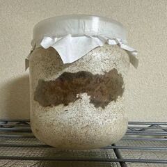 ◇能勢SR血統オオクワガタ幼虫ペア◇