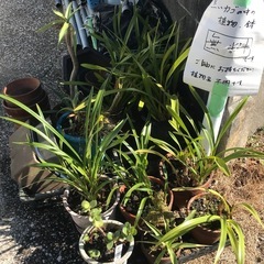 蘭？、金のなる木、アロエの鉢植えと植木鉢いろいろ
