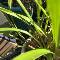 蘭？、金のなる木、アロエの鉢植えと植木鉢いろいろ
の画像