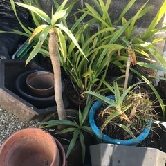 蘭？、金のなる木、アロエの鉢植えと植木鉢いろいろ
の画像