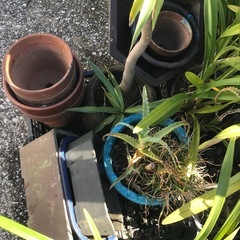 蘭？、金のなる木、アロエの鉢植えと植木鉢いろいろ
の画像