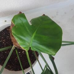 観葉植物 モンステラの画像