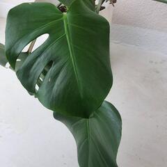 観葉植物 モンステラの画像