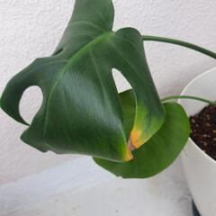 観葉植物 モンステラの画像