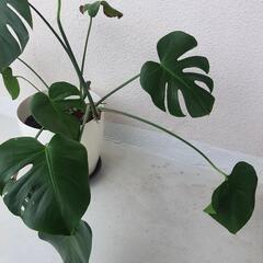 観葉植物 モンステラの画像