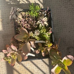 【引き取り先決定】多肉植物