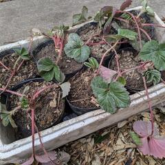 いちごの苗1株単位(相談中)