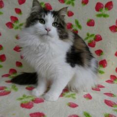 ノルウェージャンフォレストキャット子猫