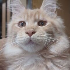 メインクーンの男の子
