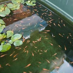楊貴妃５匹（メダカ）