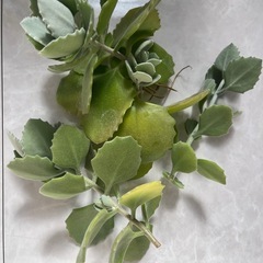 多肉 ミロッティ 植物 観葉植物