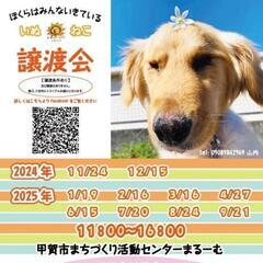 2月16日 保護犬　保護猫　譲渡会