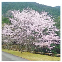 【開花しました】クマノザクラの画像