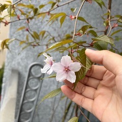 【開花しました】クマノザクラの画像