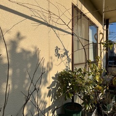 【開花しました】クマノザクラの画像