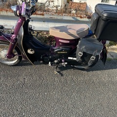 リトルカブの画像