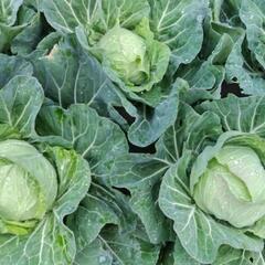 沖縄県産・自家製キャベツ🌱の画像