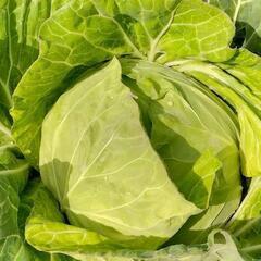 沖縄県産・自家製キャベツ🌱の画像