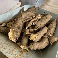 野菜　木芋　キャッサバ芋の画像