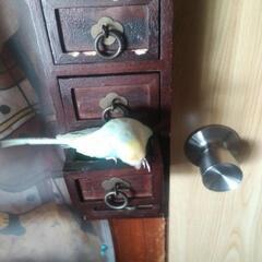 インコ友達募集