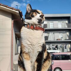 大分市七瀬川自然公園付近で迷い猫探しています