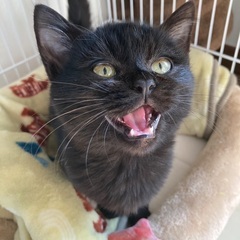 😻Cat start &ほごにゃんCOCORO合同ふれあい譲渡会😻 − 熊本県
