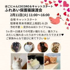 😻Cat start &ほごにゃんCOCORO合同ふれあい譲渡会😻