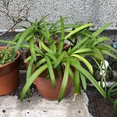 球根の植物