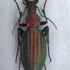昆虫標本　オオルリオサムシ赤色　未展足の画像