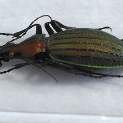 昆虫標本　オオルリオサムシ赤色　未展足の画像