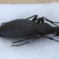 昆虫標本　オオルリオサムシ黒色　未展足の画像