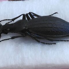 昆虫標本　オオルリオサムシ黒色　未展足の画像