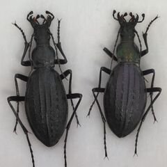 昆虫標本　オオルリオサムシ黒色〜やや緑色まとめて　未展足の画像