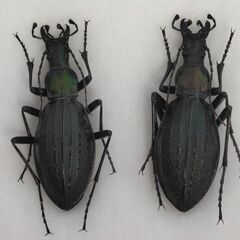 昆虫標本　オオルリオサムシ黒色〜やや緑色まとめて　未展足の画像