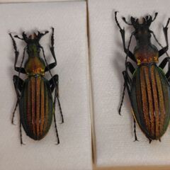 昆虫標本　オオルリオサムシ赤色系まとめて　未展足の画像