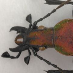 昆虫標本オオルリオサムシ極赤色テイネレッド未展足 (よっさ) 高砂の