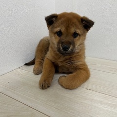 野犬の子犬『トライアル決定』 - 犬