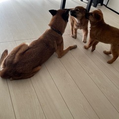 野犬の子犬『トライアル決定』 − 茨城県